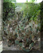 NCL2001-082Day6-TortolaBotanicalGardenCactus.JPG (167383 bytes)